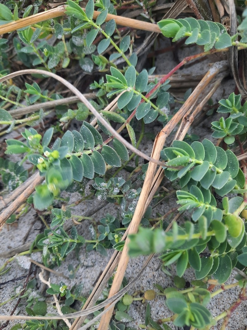 Euphorbia mesembryanthemifolia photo 6