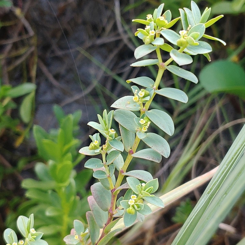 Euphorbia mesembryanthemifolia photo 7