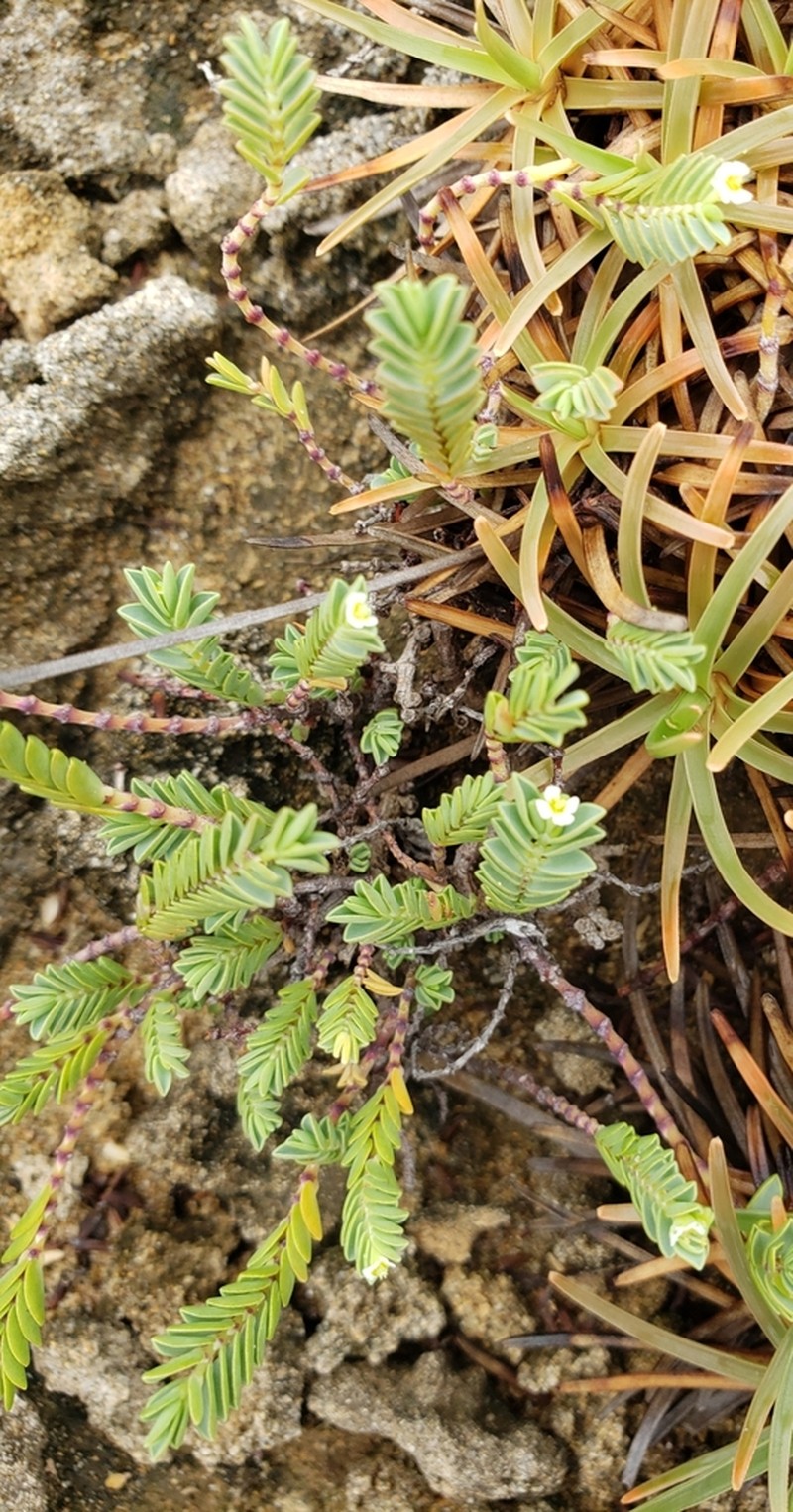 Euphorbia mesembryanthemifolia photo 8