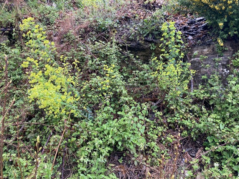 Euphorbia meuselii