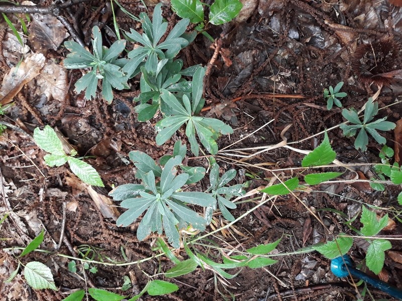 Euphorbia meuselii photo 2
