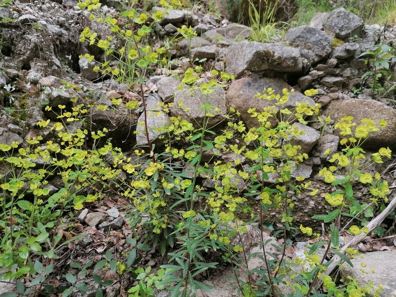 Euphorbia meuselii photo 3