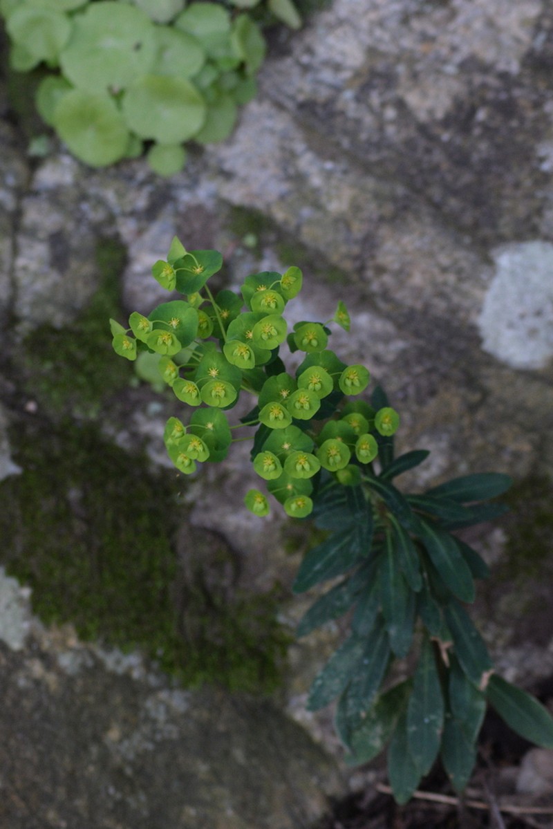 Euphorbia meuselii photo 4