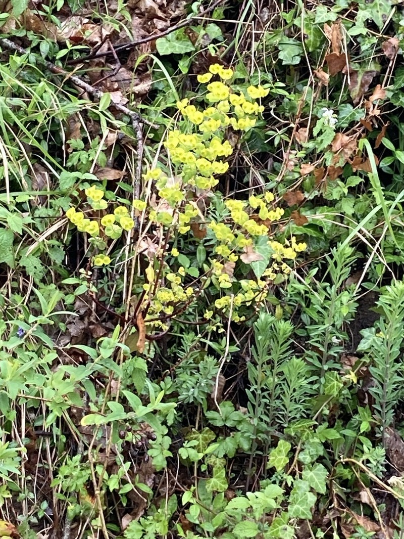 Euphorbia meuselii photo 5