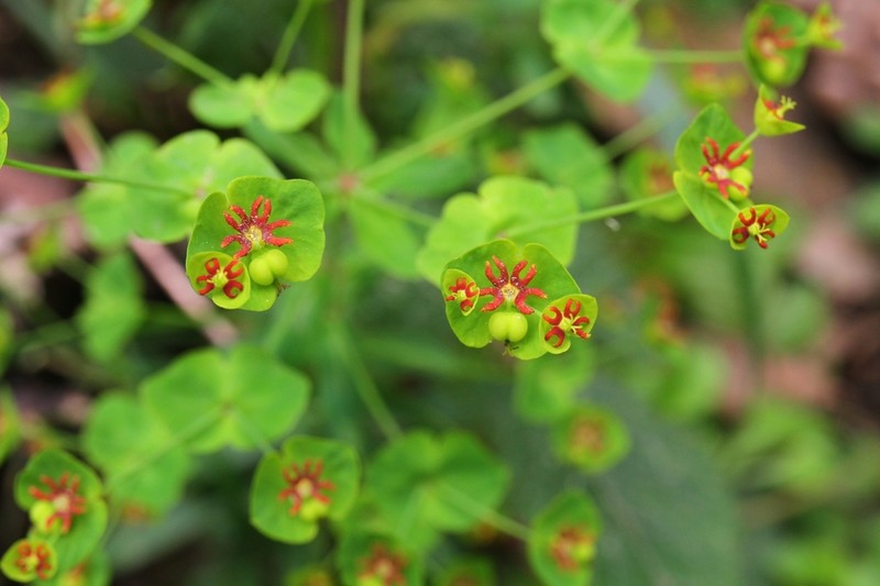 Euphorbia meuselii photo 6
