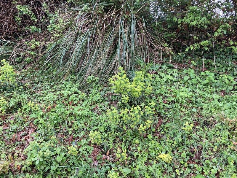 Euphorbia meuselii photo 7