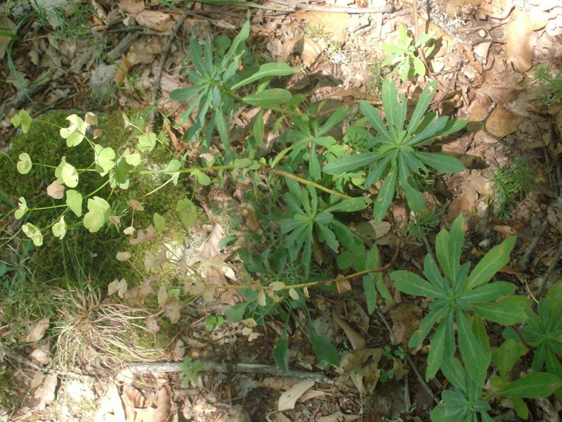 Euphorbia meuselii photo 8