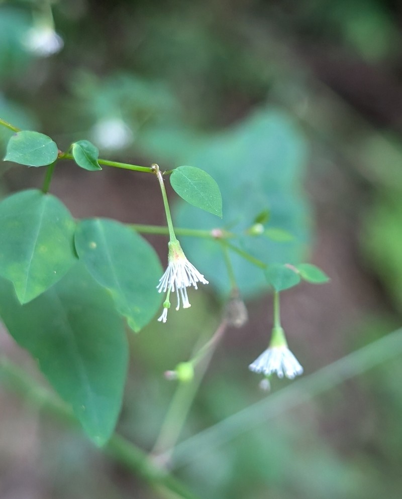 Euphorbia mexiae
