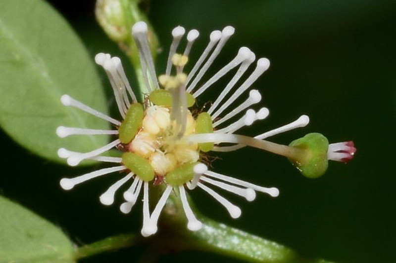 Euphorbia mexiae photo 2