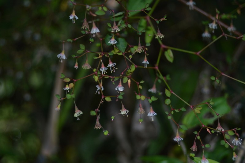 Euphorbia mexiae photo 3