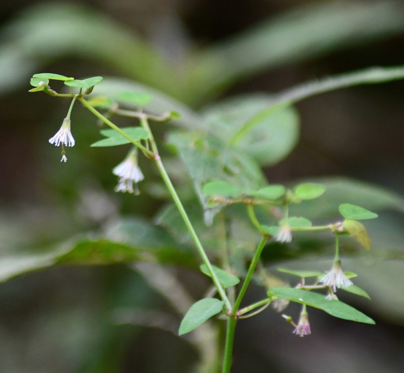 Euphorbia mexiae photo 5