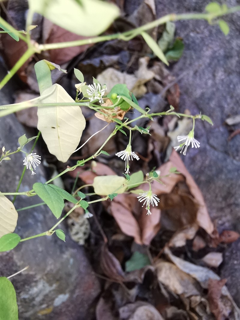 Euphorbia mexiae photo 6