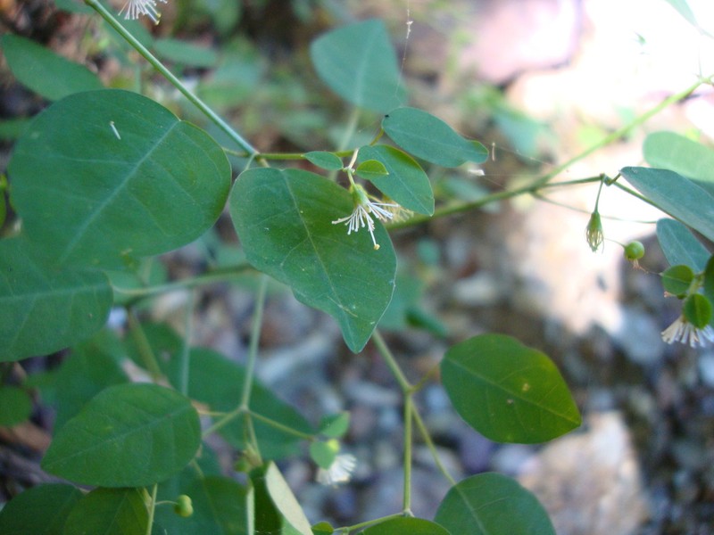 Euphorbia mexiae photo 8