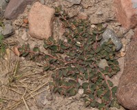 Euphorbia meyeniana