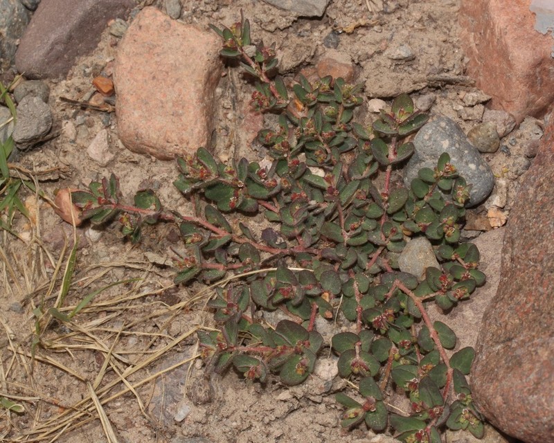 Euphorbia meyeniana