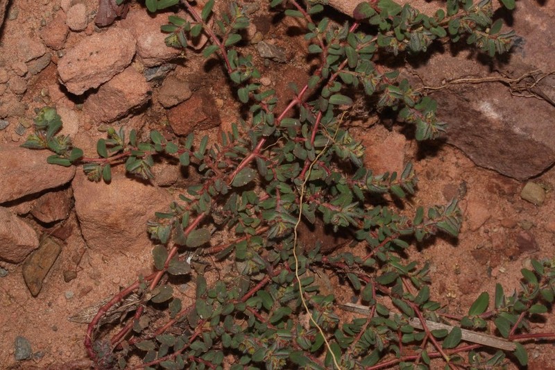 Euphorbia meyeniana photo 2