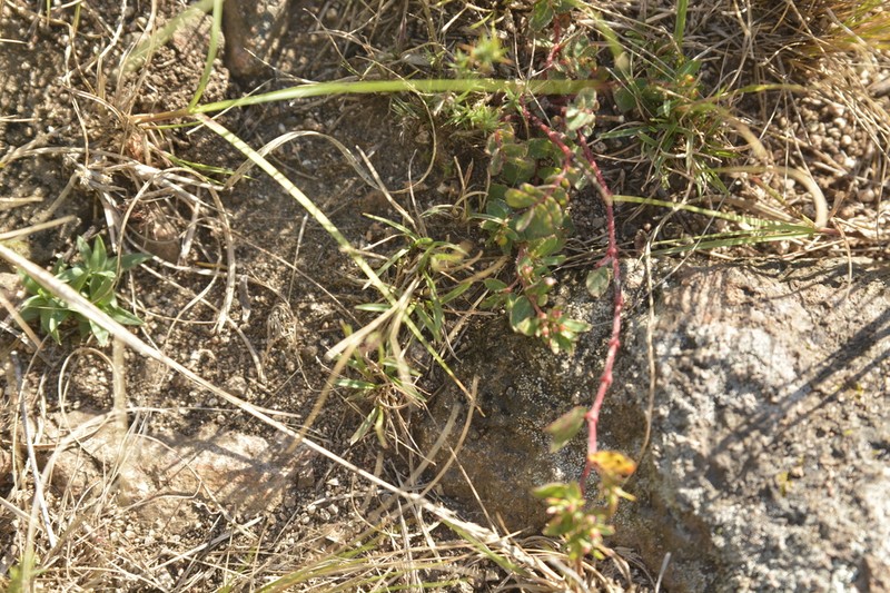 Euphorbia meyeniana photo 3