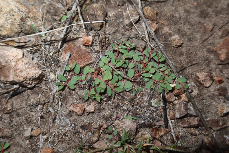 Euphorbia meyeniana photo 4