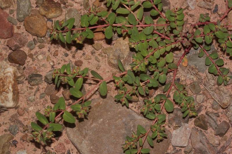 Euphorbia meyeniana photo 5