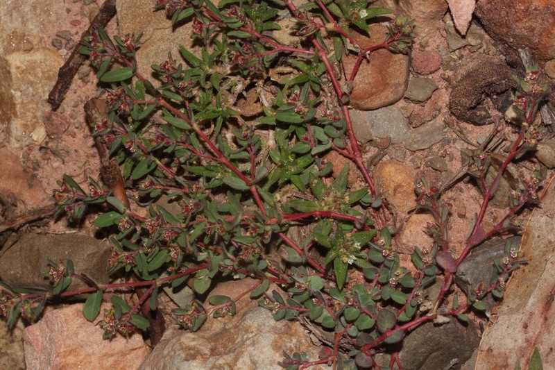 Euphorbia meyeniana photo 6
