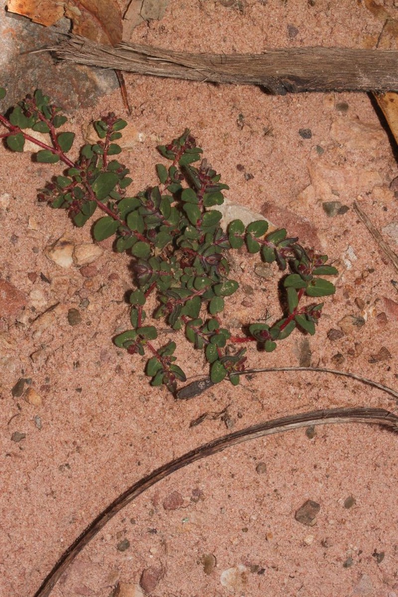 Euphorbia meyeniana photo 7