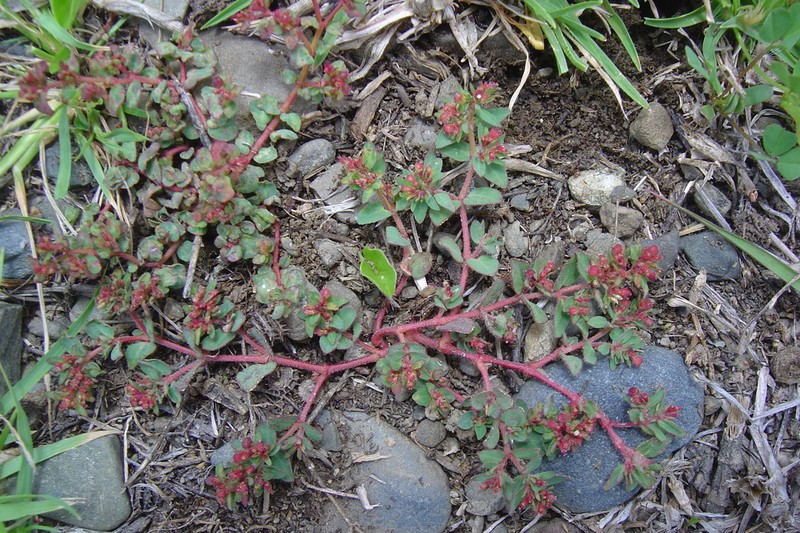 Euphorbia meyeniana photo 8