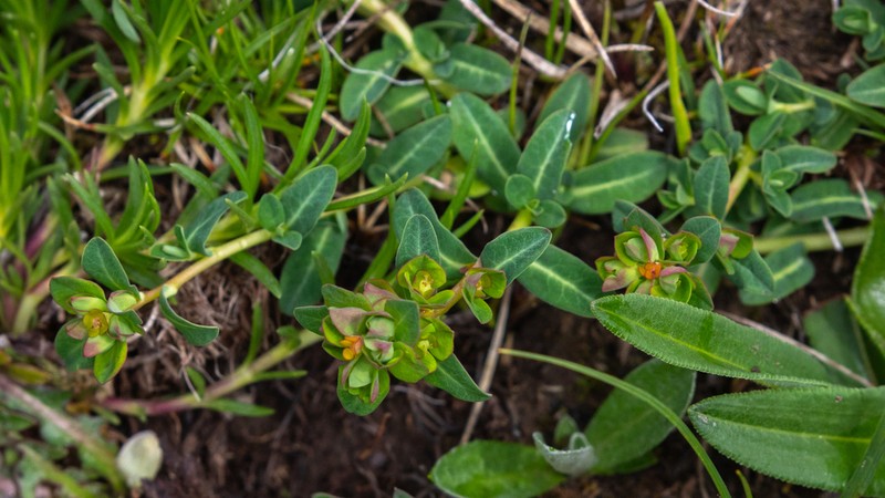 Euphorbia micractina