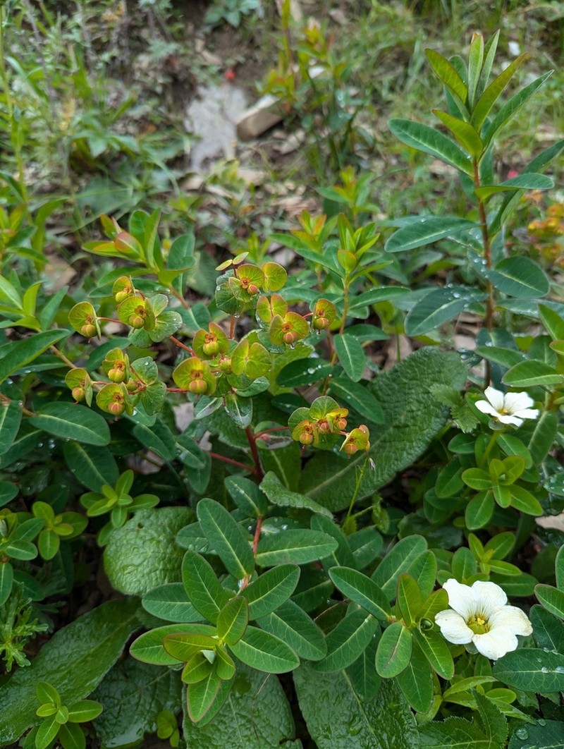 Euphorbia micractina photo 2