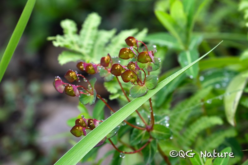 Euphorbia micractina photo 3