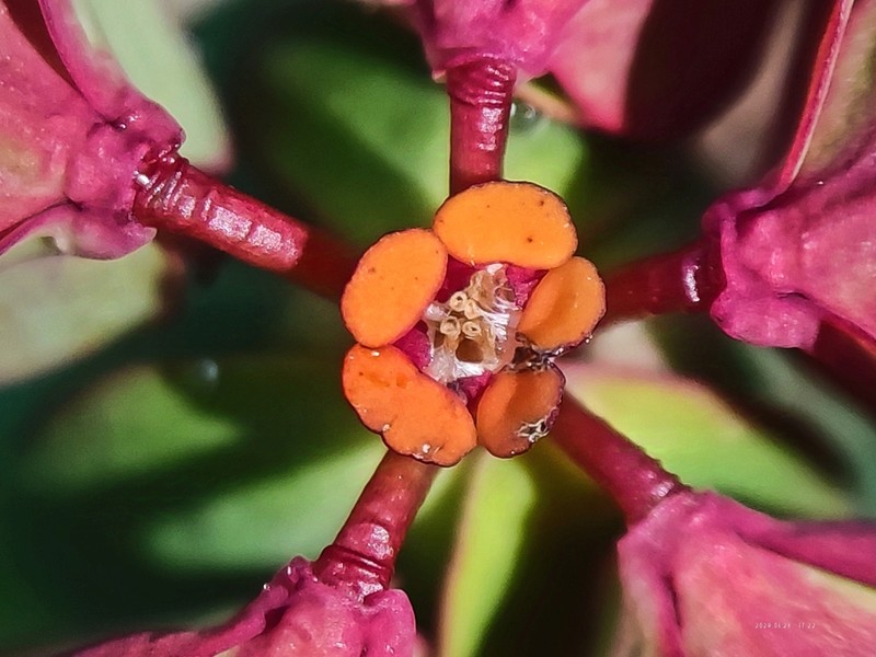 Euphorbia micractina photo 4