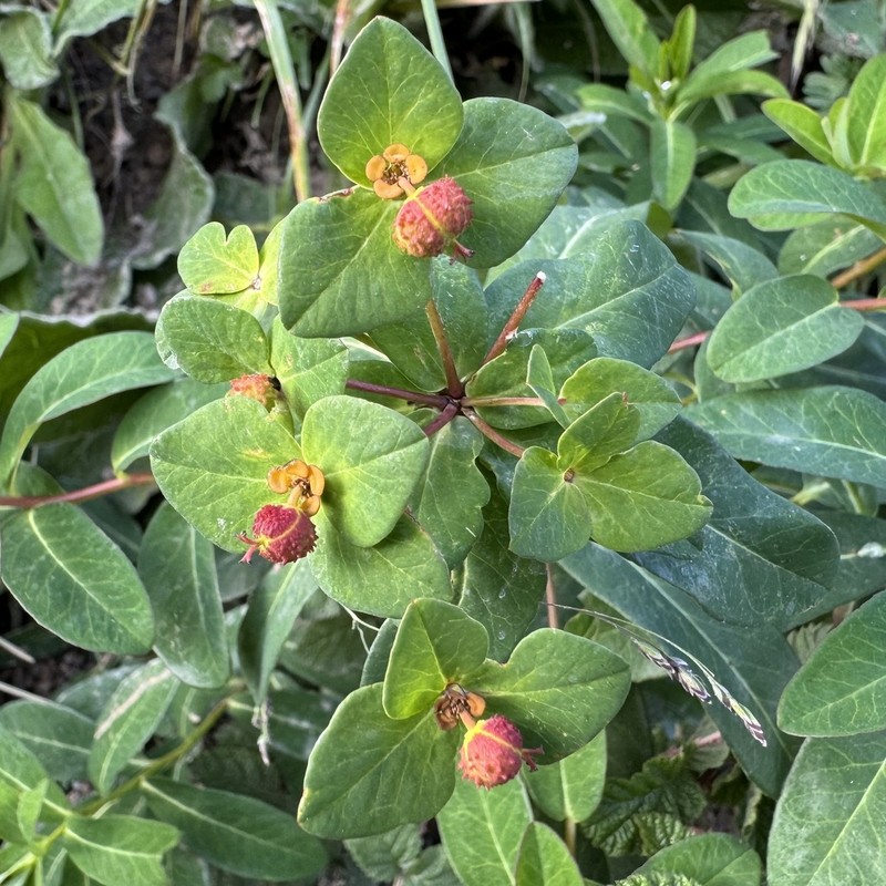 Euphorbia micractina photo 5