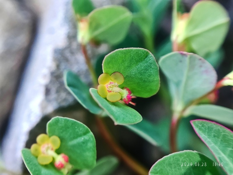 Euphorbia micractina photo 6