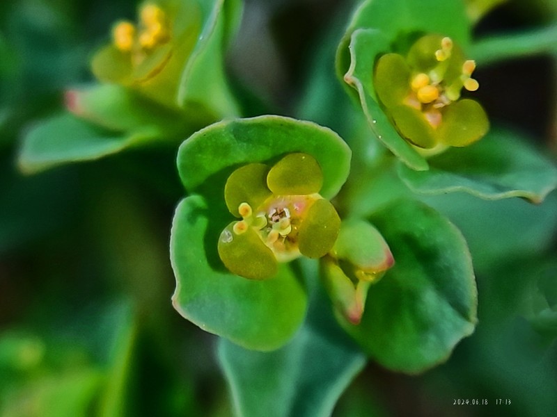 Euphorbia micractina photo 7