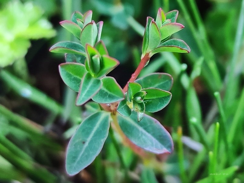 Euphorbia micractina photo 8