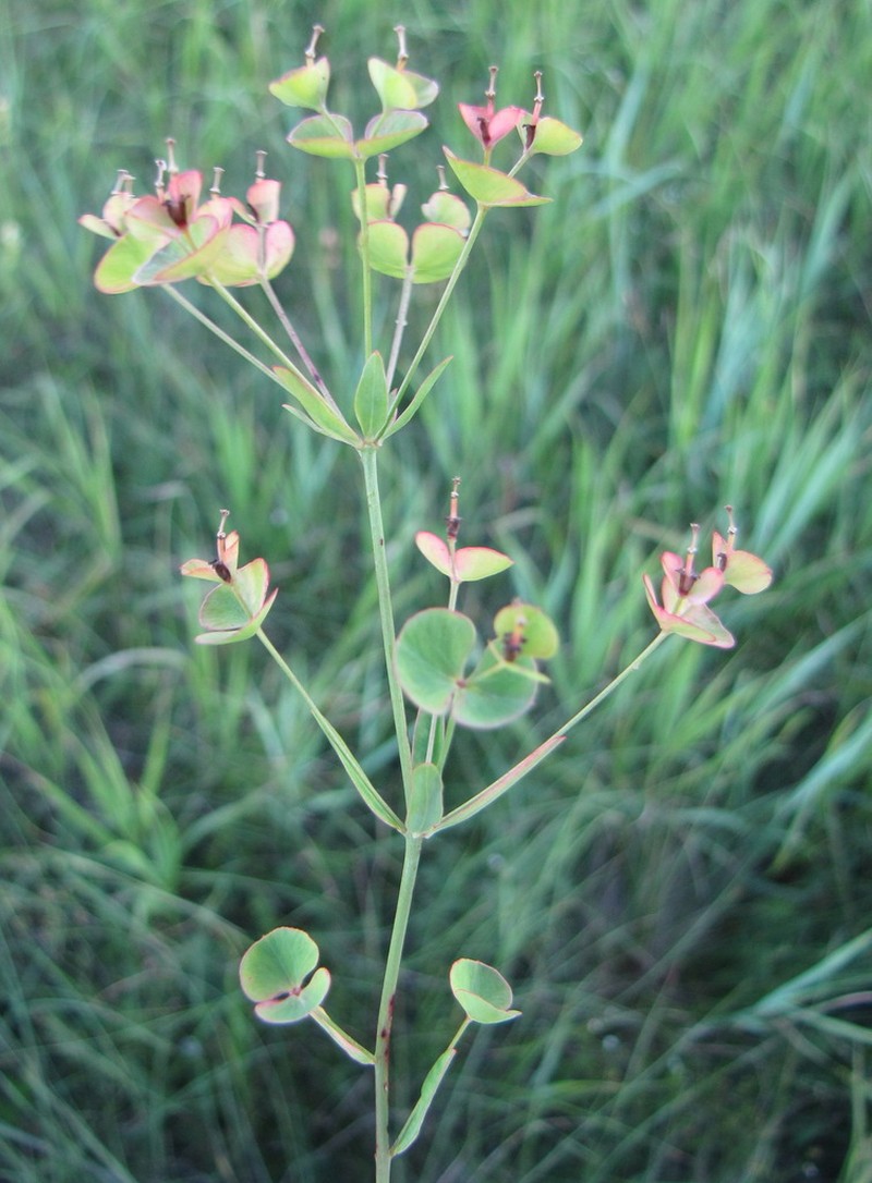 Euphorbia microcarpa photo 2