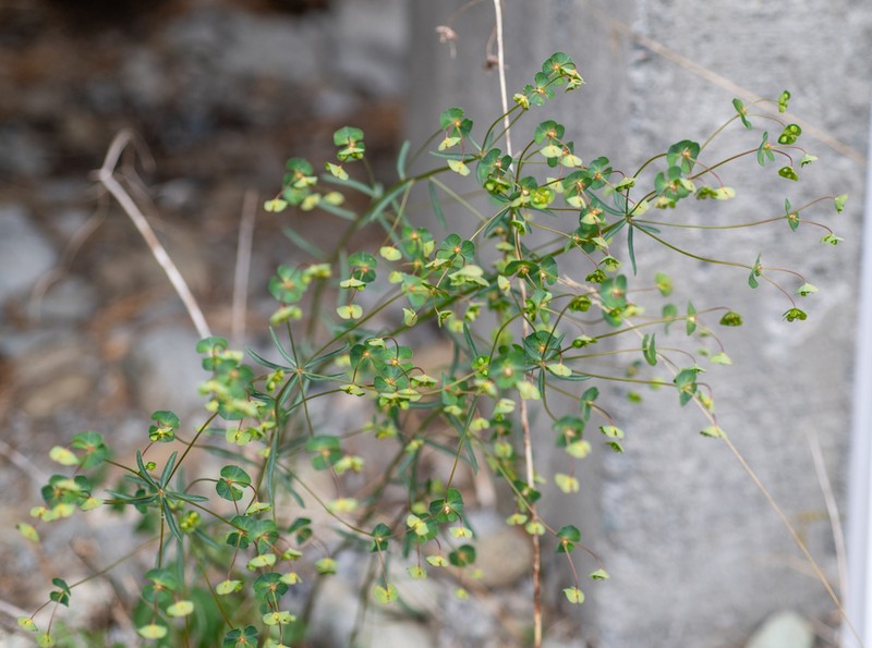Euphorbia microcarpa photo 3
