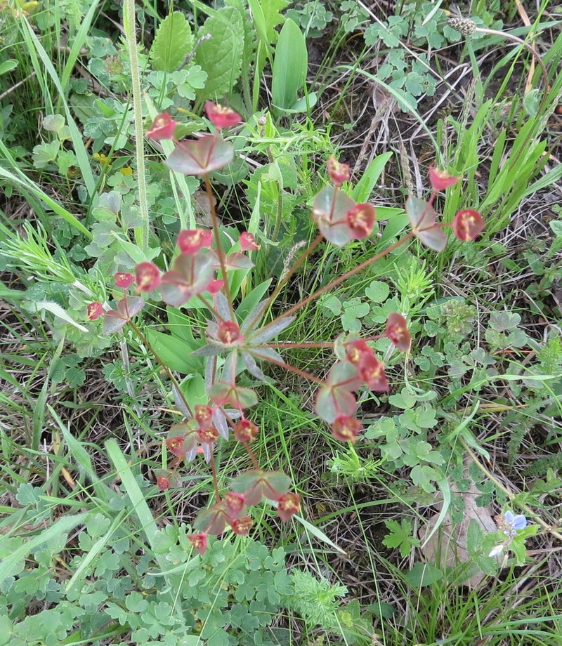 Euphorbia microcarpa photo 4