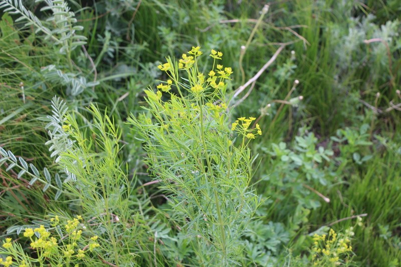 Euphorbia microcarpa photo 5