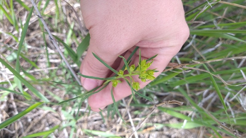 Euphorbia microcarpa photo 6