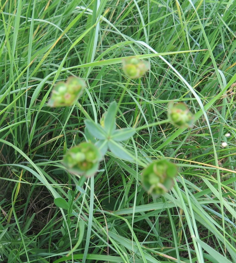 Euphorbia microcarpa photo 7