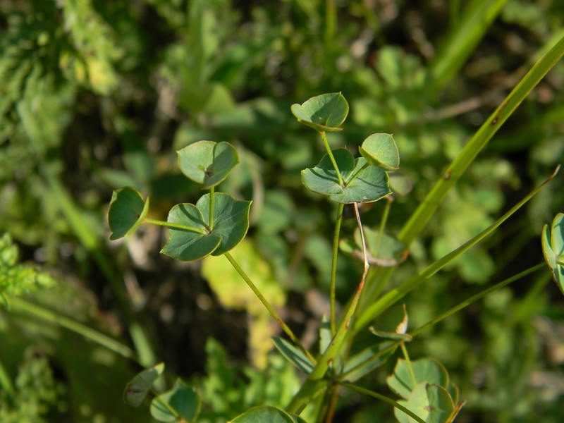 Euphorbia microcarpa photo 8