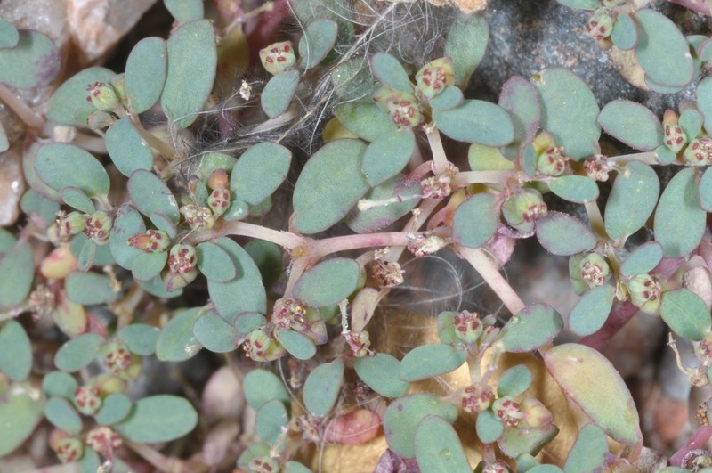 Sonoran Sandmat photo 2
