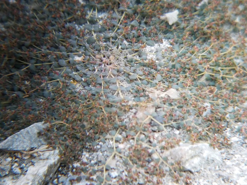Sonoran Sandmat photo 3