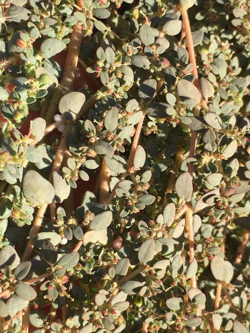 Sonoran Sandmat photo 4
