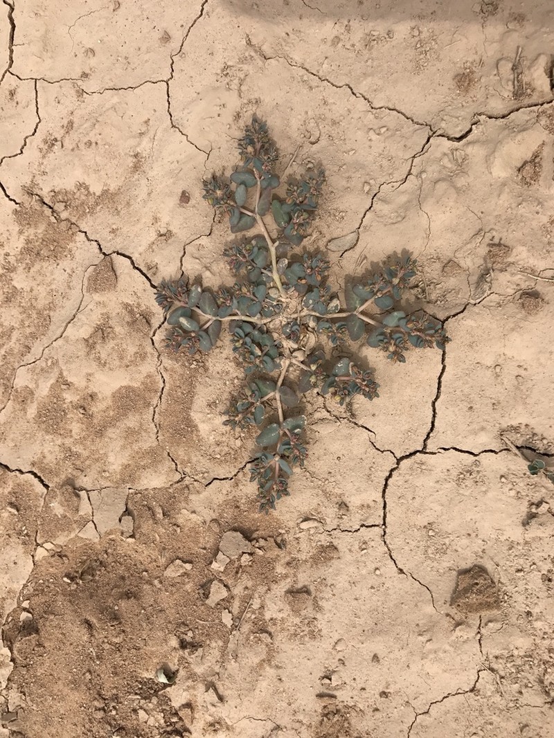 Sonoran Sandmat photo 7