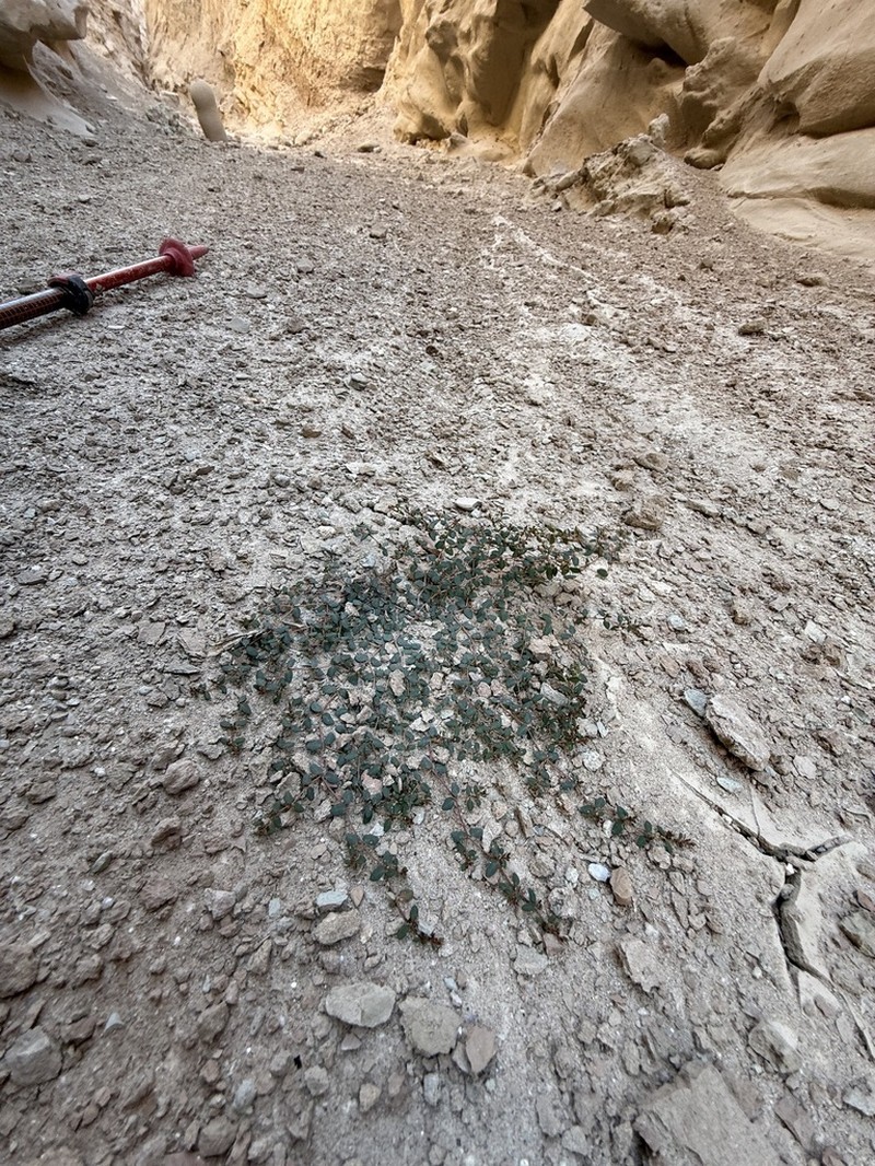 Sonoran Sandmat photo 8