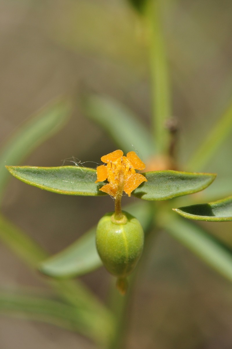 Euphorbia microsciadia