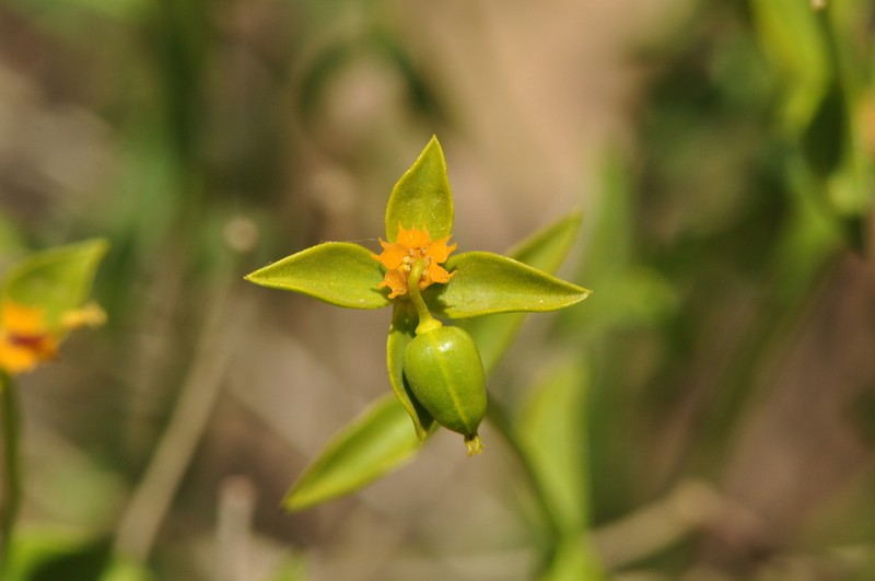 Euphorbia microsciadia photo 2