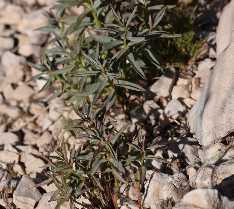 Euphorbia microsciadia photo 3