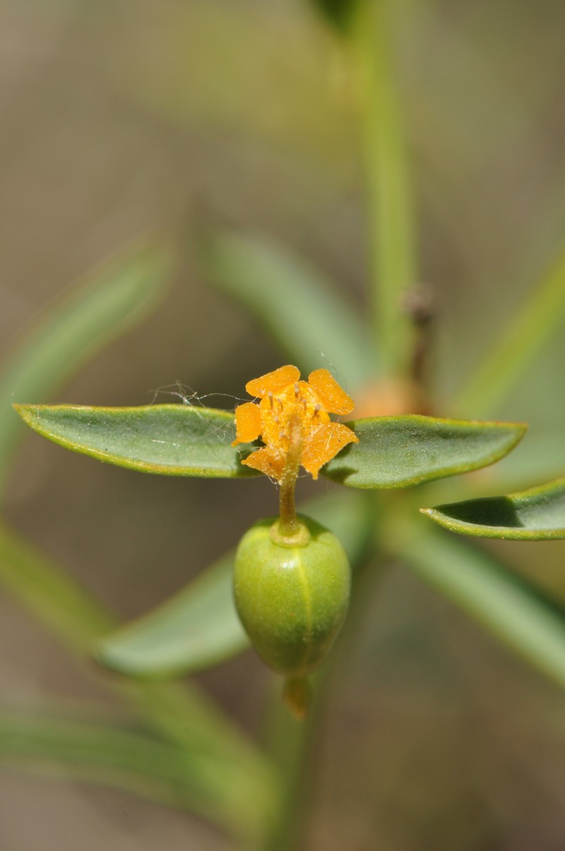Euphorbia microsciadia photo 4